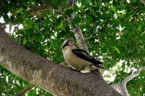 moogerah dam qld0002